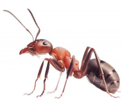 red ant formica rufa  on white background