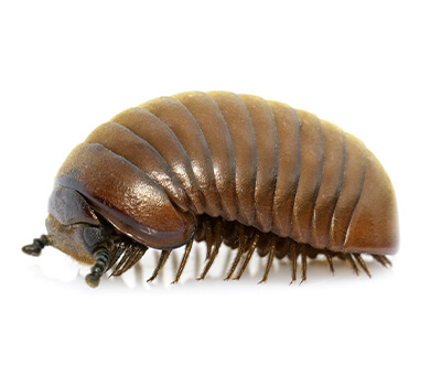 pill-bug